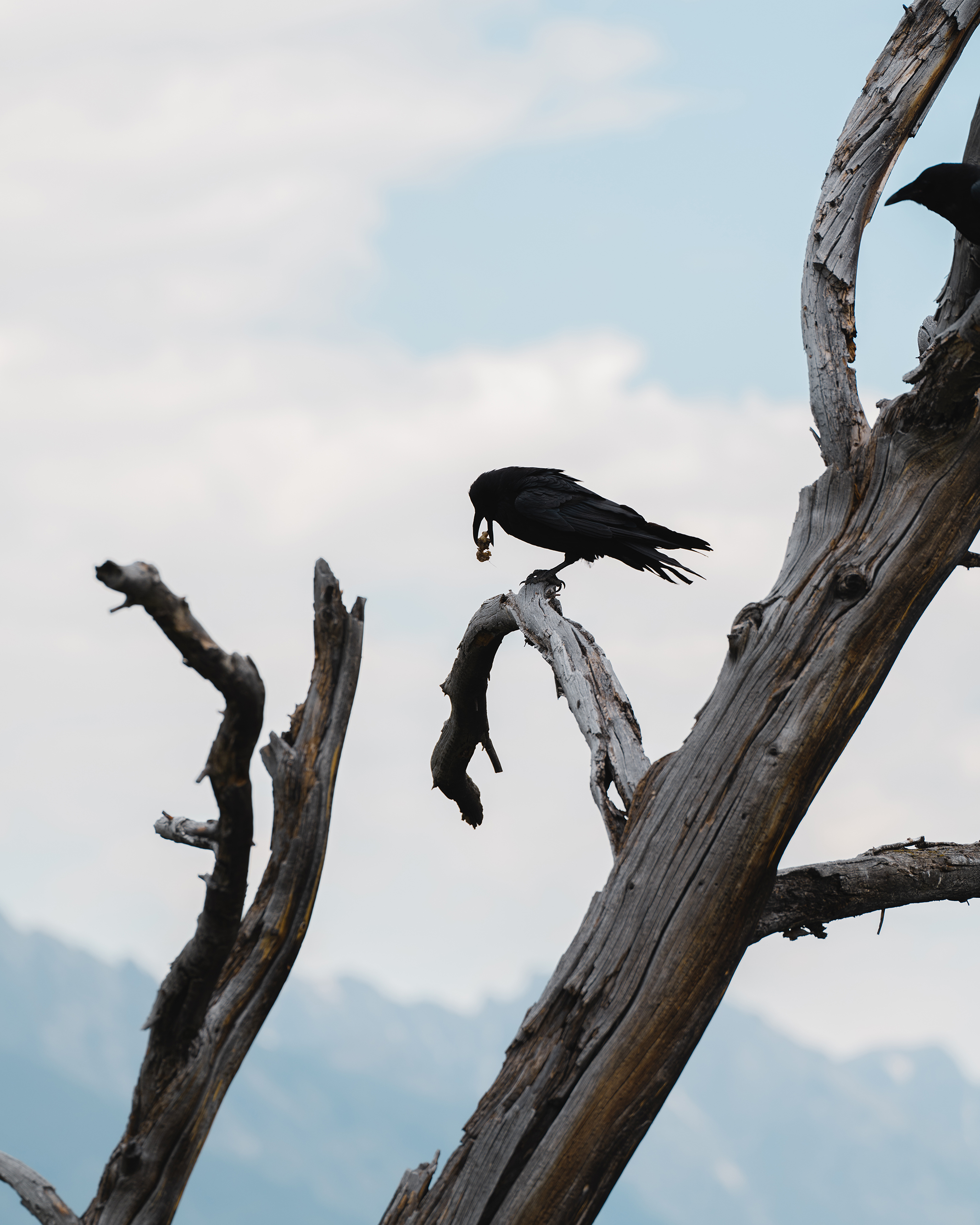 crows on dead tree | Matt Grandbois