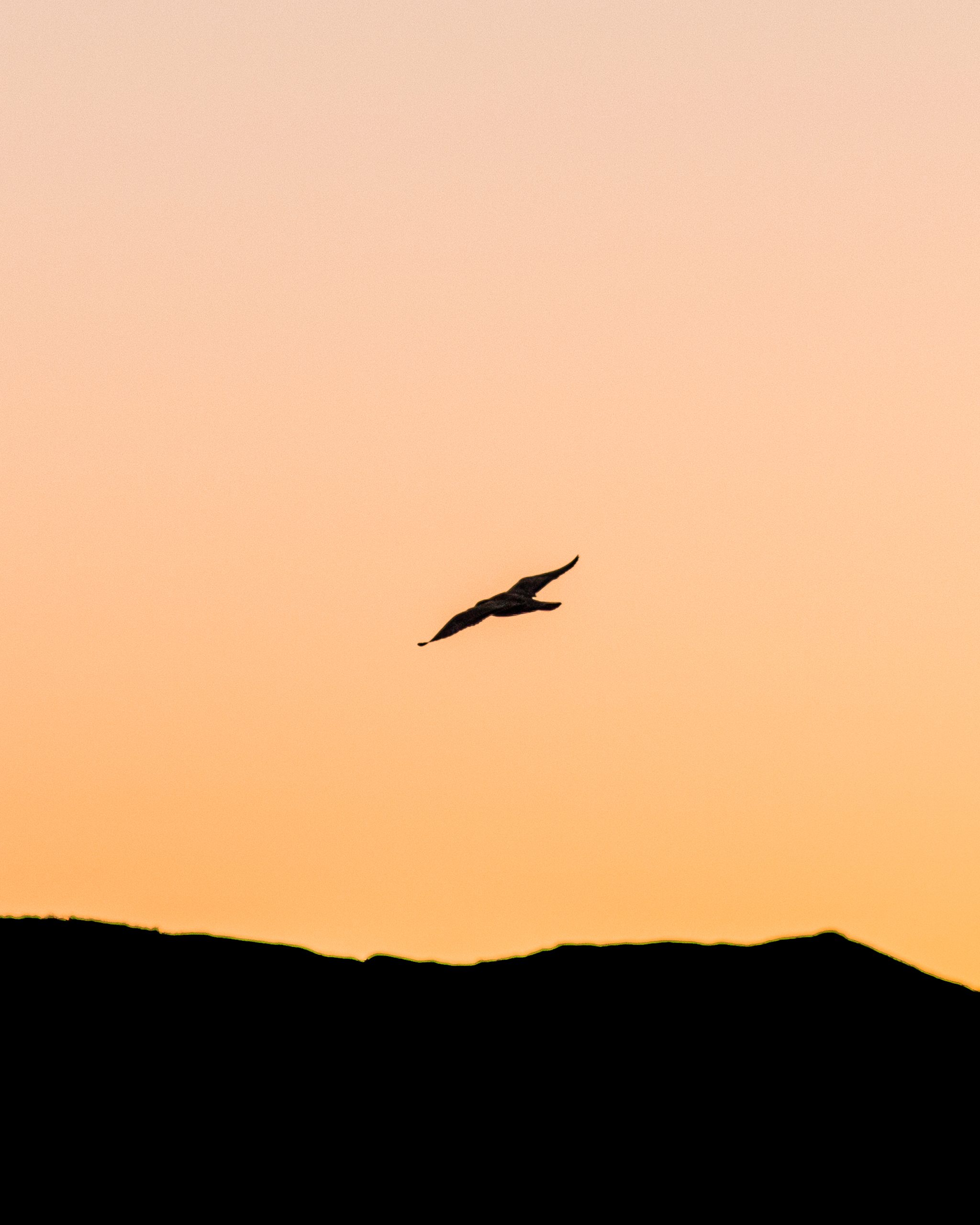 flying bird silhouette at sunset | Matt Grandbois