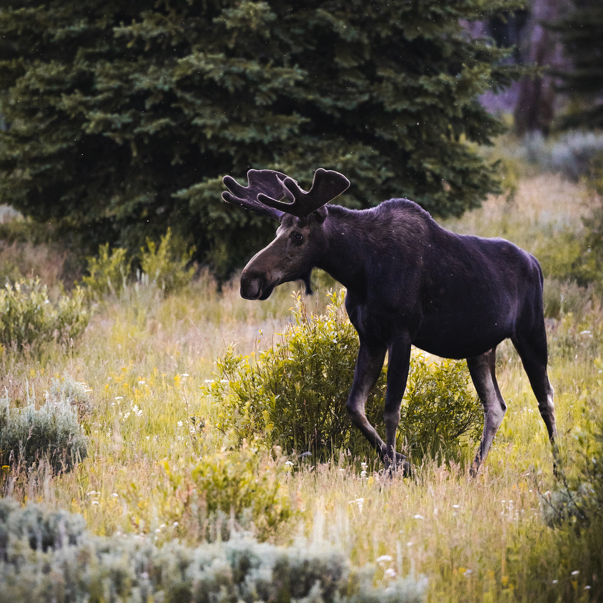 moose in grand teton national park | Matt Grandbois