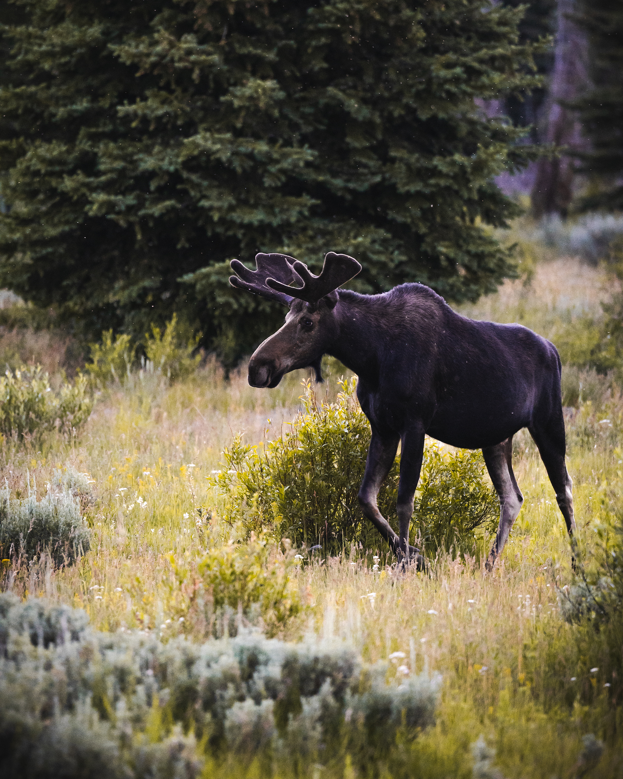 moose in grand teton national park | Matt Grandbois